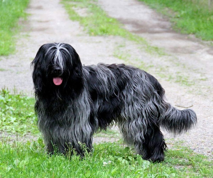 A Dutch Sheepdog